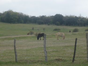 Sáseta a San Vicentejo