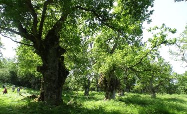 Nacimiento del Zadorra y robles centenarios de Muniain y Okariz